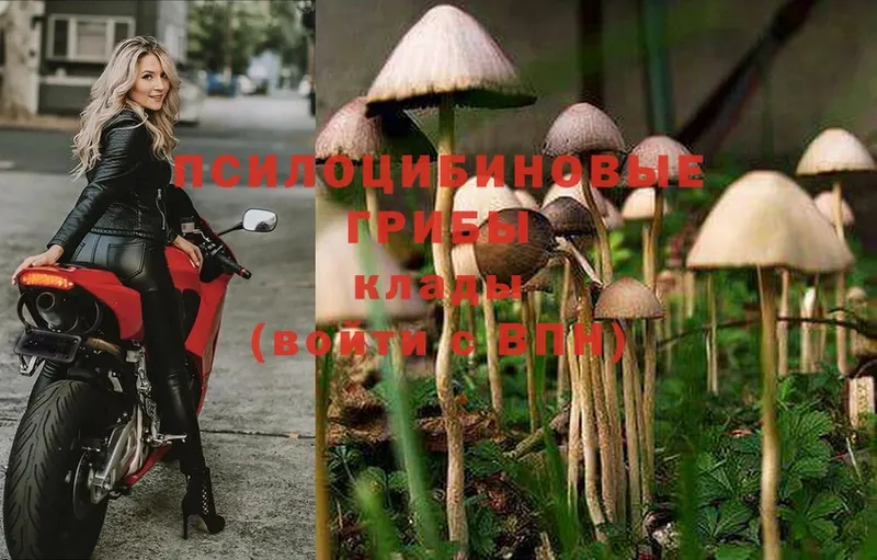 Псилоцибиновые грибы Psilocybe  Купино 